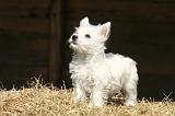 WESTIE 486
